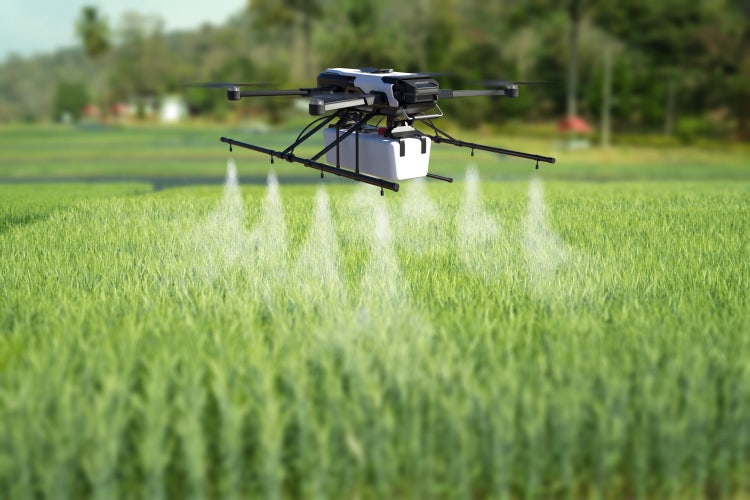A drone flies low over a field of green plants, spraying a mist from a tank mounted underneath it.