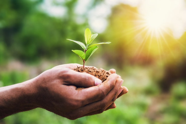 Two cupped hands hold a small seedling with green leaves and soil, with sunlight shining in the background.