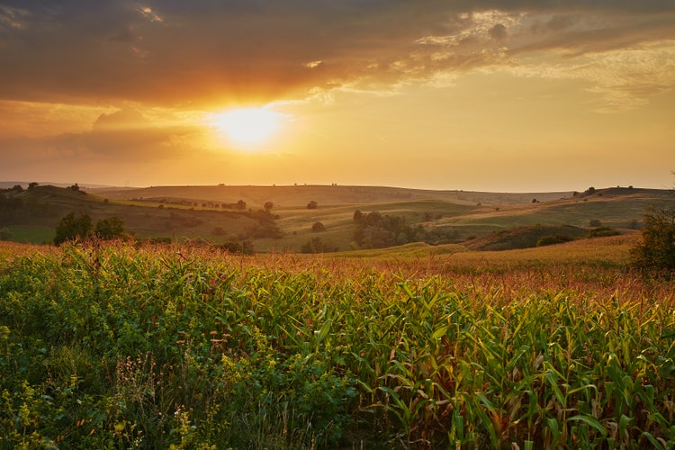a cornfield, during a golden hour sunset.