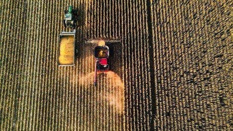This bird's-eye view captures a red combine harvester working through a field of golden crops arranged in tight, vertical rows. To its left, a green tractor pulls a silver trailer, which is partially filled with harvested grain. Dust kicks up behind the combine as it moves through the field, and long shadows from the machinery and the crops stretch across the ground, suggesting the photo was taken during the late afternoon.